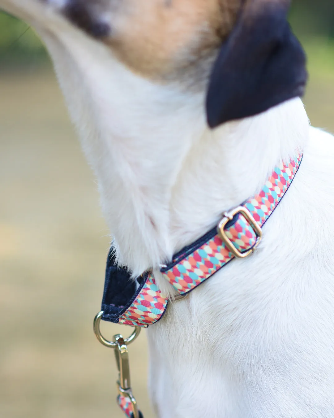 Candy Barr Martingale Denim Collar   Leash Set