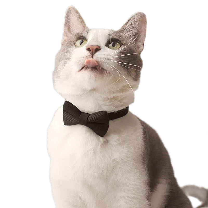 Cat Suit Collar Bowtie